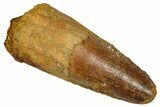 Fossil Spinosaurus Tooth - Feeding Worn Tip #353063-1